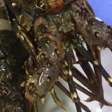 Tổng hợp- Quán Ăn Lobster - Tôm Hùm Ngon - Đỗ Đức Dục