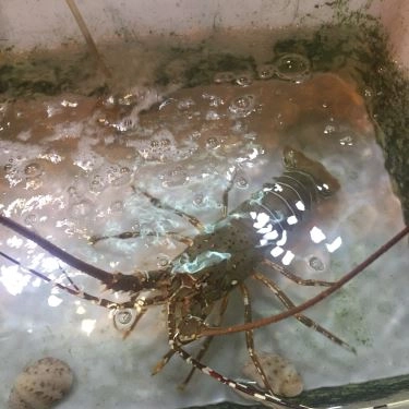 Tổng hợp- Quán Ăn Long Vũ - Quán Ốc & Hải Sản Nha Trang