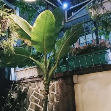 Tổng hợp- Mây Bốn Phương - Quán Ăn Á & Âu
