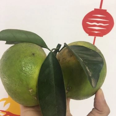Tổng hợp- Quán Ăn Mèo Lười Shop - Đặc sản Trái Cây Phủ Quỳ Nghệ An