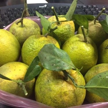 Tổng hợp- Quán Ăn Mèo Lười Shop - Đặc sản Trái Cây Phủ Quỳ Nghệ An