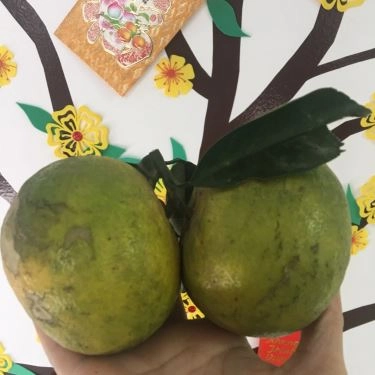 Tổng hợp- Quán Ăn Mèo Lười Shop - Đặc sản Trái Cây Phủ Quỳ Nghệ An