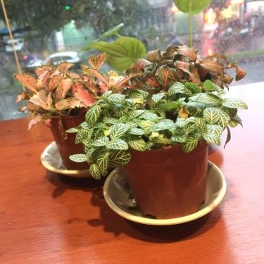 Tổng hợp- Quán Ăn Mì Lý Miêu