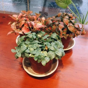 Tổng hợp- Quán Ăn Mì Lý Miêu