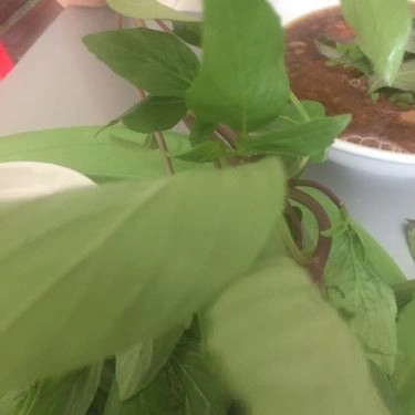 Tổng hợp- Quán Ăn Mì Vịt Tiềm Chí Phát - Nguyễn Văn Nghi