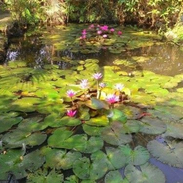 Tổng hợp- Mội Bà Quán - Quán Ăn Đồng Quê
