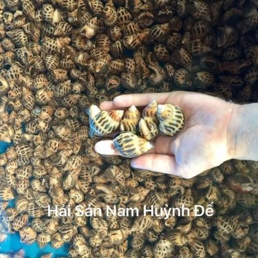 Tổng hợp- Quán Ăn Nam Huỳnh Đế - Quán Hải Sản