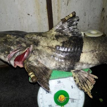 Món ăn- Quán Ăn Ngư Quán - Đặc Sản Cá Sông
