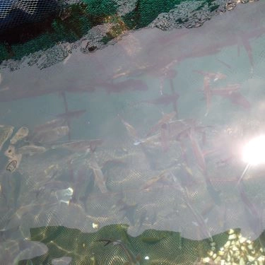 Tổng hợp- Quán Ăn Nhà Bè Bình Hưng Quán