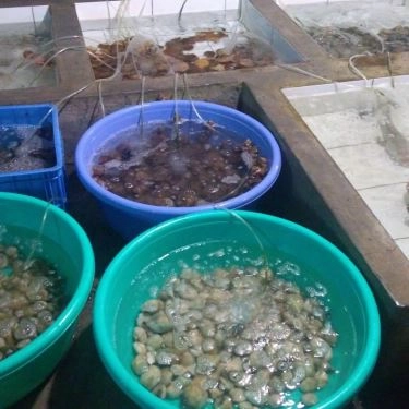 Tổng hợp- Quán Ăn Nhà Bè Hương Biển