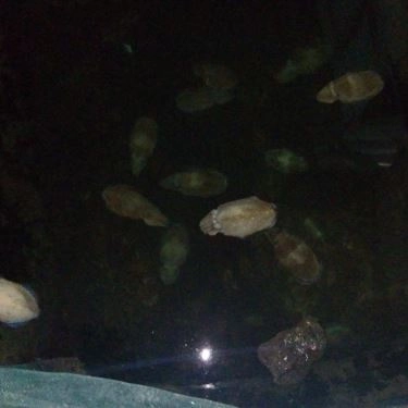 Tổng hợp- Quán Ăn Nhà Bè Hương Biển