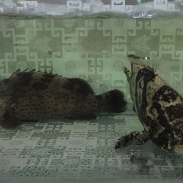 Tổng hợp- Ẩm Thực Rừng Lan - Quán Ăn Gia Đình