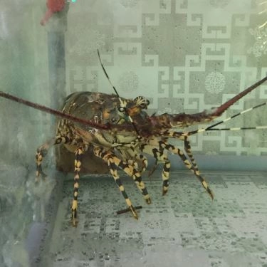 Tổng hợp- Ẩm Thực Rừng Lan - Quán Ăn Gia Đình