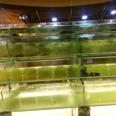 Tổng hợp- Nhà Hàng Trường Giang - Hải Sản & Bò Tươi