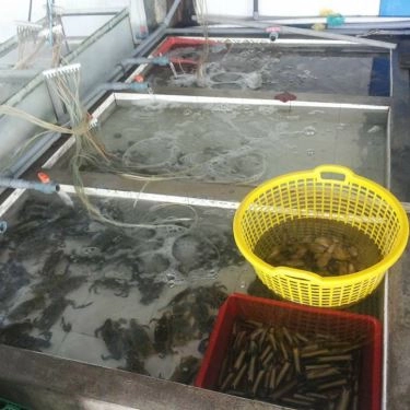 Tổng hợp- Quán Ăn Quán Hải Sản Thủy Triều Cam Ranh