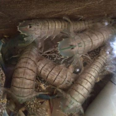 Tổng hợp- Quán Ăn Nhật Phong 3 - Hải Sản Tươi Sống