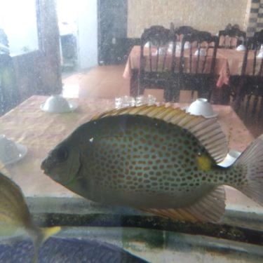 Tổng hợp- Quán Ăn Nhật Phong 3 - Hải Sản Tươi Sống