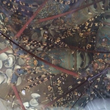 Tổng hợp- Quán Ăn Nhật Phong 3 - Hải Sản Tươi Sống