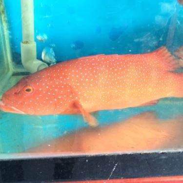 Tổng hợp- Quán Ăn Nhật Phong 3 - Hải Sản Tươi Sống