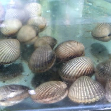 Tổng hợp- Quán Ăn Nhật Phong 3 - Hải Sản Tươi Sống