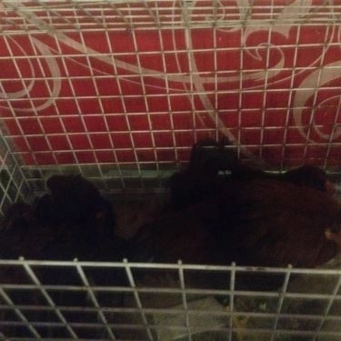 Tổng hợp- Quán Ăn Nướng Ngói Bắc Hải - Nguyễn Giản Thanh