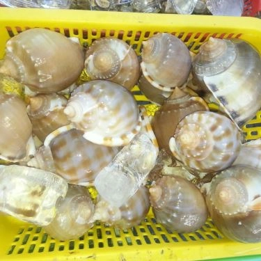 Tổng hợp- Quán Ăn Ốc 20k Thủ Đức