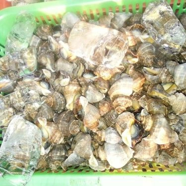 Tổng hợp- Quán Ăn Ốc 20k Thủ Đức