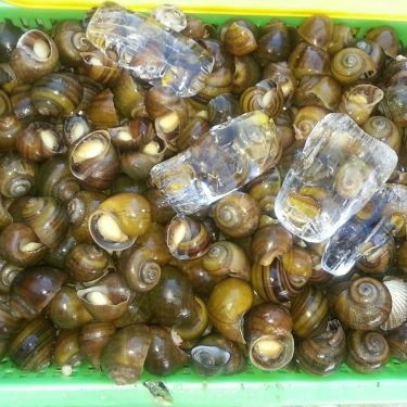 Tổng hợp- Quán Ăn Ốc 20k Thủ Đức