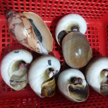 Tổng hợp- Quán Ăn Ốc 25