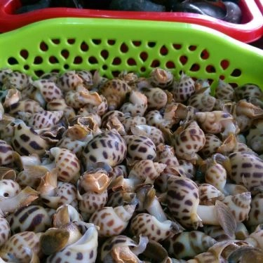 Tổng hợp- Quán Ăn Ốc Cay