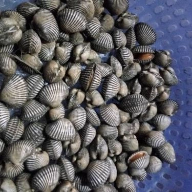 Món ăn- Quán Ăn Ốc Cay - KĐT Tây Nam Linh Đàm