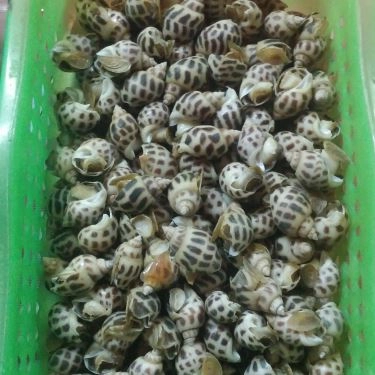 Tổng hợp- Quán Ăn Ốc Cô Huệ - Thiên Phước
