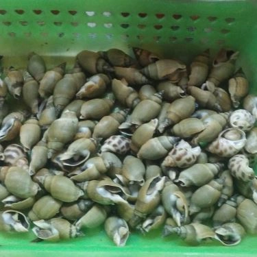 Tổng hợp- Quán Ăn Ốc Cô Huệ - Thiên Phước