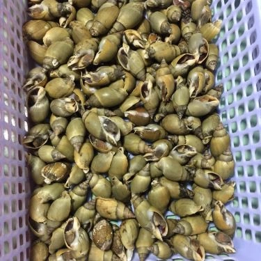 Thực đơn- Quán Ăn Quán Ốc Gò Dưa