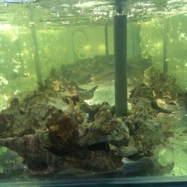 Tổng hợp- Quán Ăn Ốc Len - Bạch Đằng
