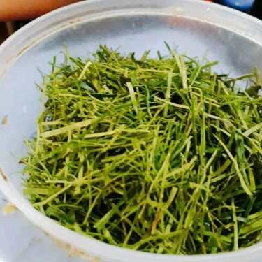 Món ăn- Quán Ăn Ốc Luộc - Hoàng Như Tiếp