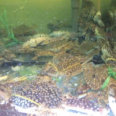 Tổng hợp- Quán Ăn 2N - Hải Sản Tươi Sống