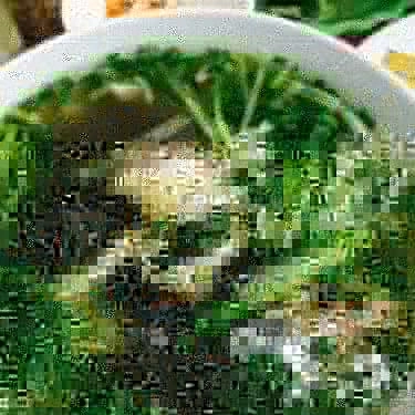 Món ăn- Quán Ăn Phở Huyền - Phở Gà Ta & Chuyên Gà Chặt