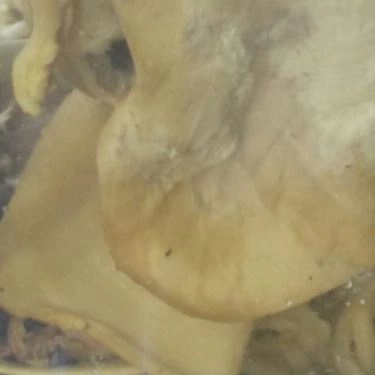 Tổng hợp- Quán Ăn Phở Mai - Trần Văn Hoàng