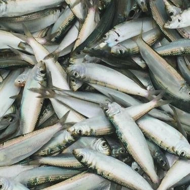 Tổng hợp- Quán Ăn Phố Ngon - Nhậu Các Món