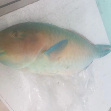 Tổng hợp- Quán Ăn Quán 2Ku - Cá Nướng Rau Rừng
