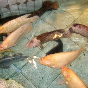 Tổng hợp- Quán Ăn Chay Thuyền Viên - Nguyễn Văn Đậu