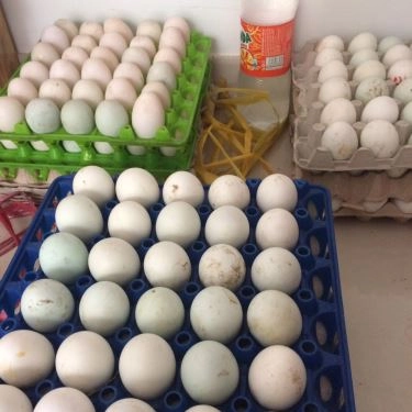 Món ăn- Quán Ăn Ngọc Trân - Hủ Tiếu & Cháo Lòng