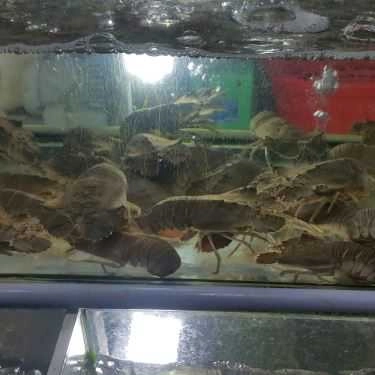 Tổng hợp- Quán Ăn Quốc Anh - Đặc Sản Biển Phú Quốc
