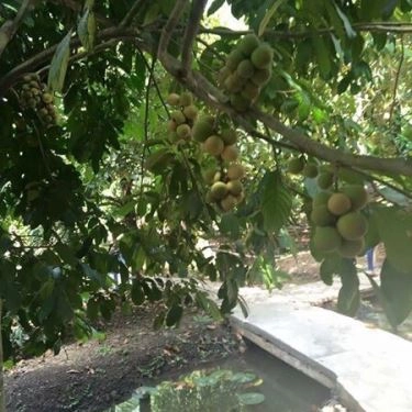 Tổng hợp- Quán Ăn Vườn Măng - Đặc Sản Đồng Quê