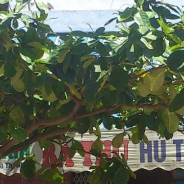 Tổng hợp- Quán Ăn Hủ Tiếu Bà Thu