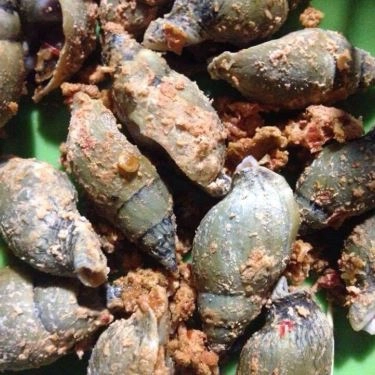 Món ăn- Quán Ăn Quán Cô Nghĩa - Các Loại Ốc