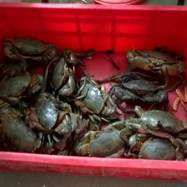 Tổng hợp- Quán Ăn Quán Cua Ba Pha