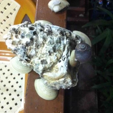 Tổng hợp- Quán Ăn Đặc Sản Hào Sữa - Nguyễn Thượng Hiền
