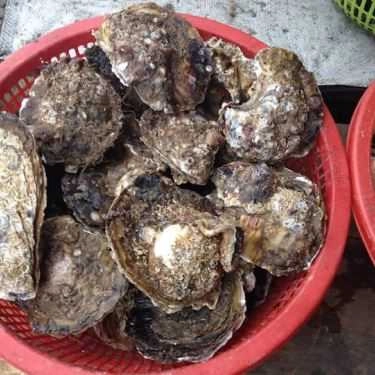 Tổng hợp- Quán Ăn Quán Gốc Gạo - Hải Sản & Đồ Nướng